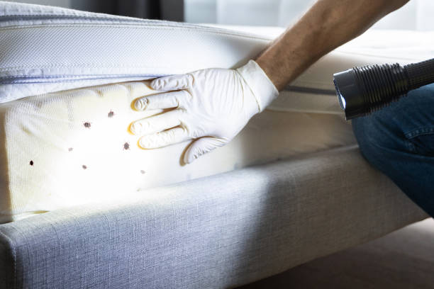Best Ant Control Services  in Fort Belvoir, VA